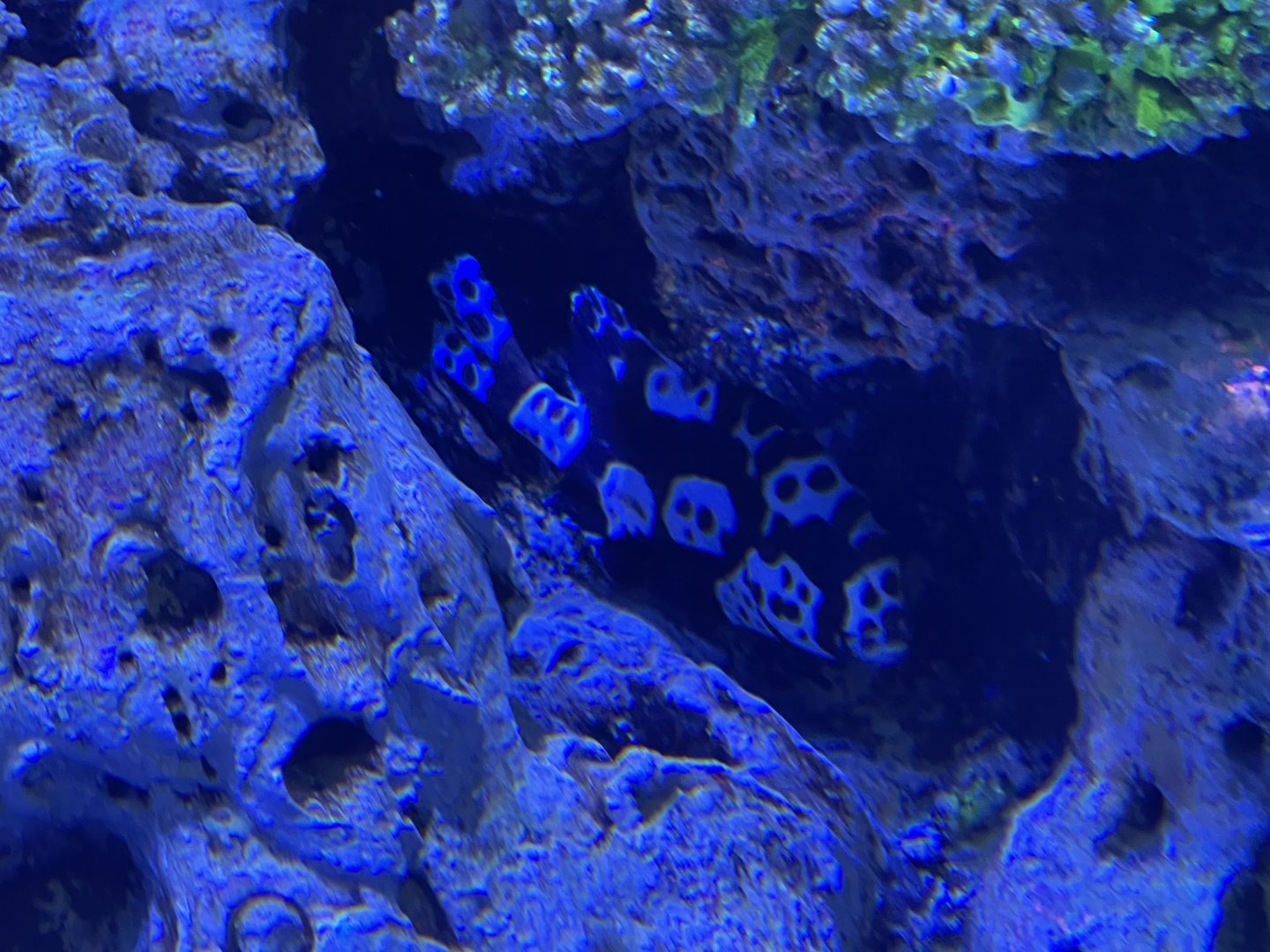 harlequin sweetlips (plectorhinchus chaetodonoides) - BX Sea