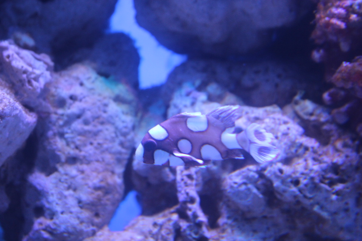 Harlequin sweetlips (Plectorhinchus chaetodonoides) - BXSea