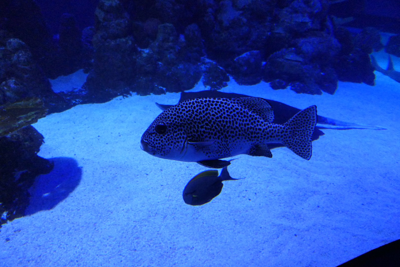 Harlequin Sweetlips (Plectorhinchus chaetodonoides)