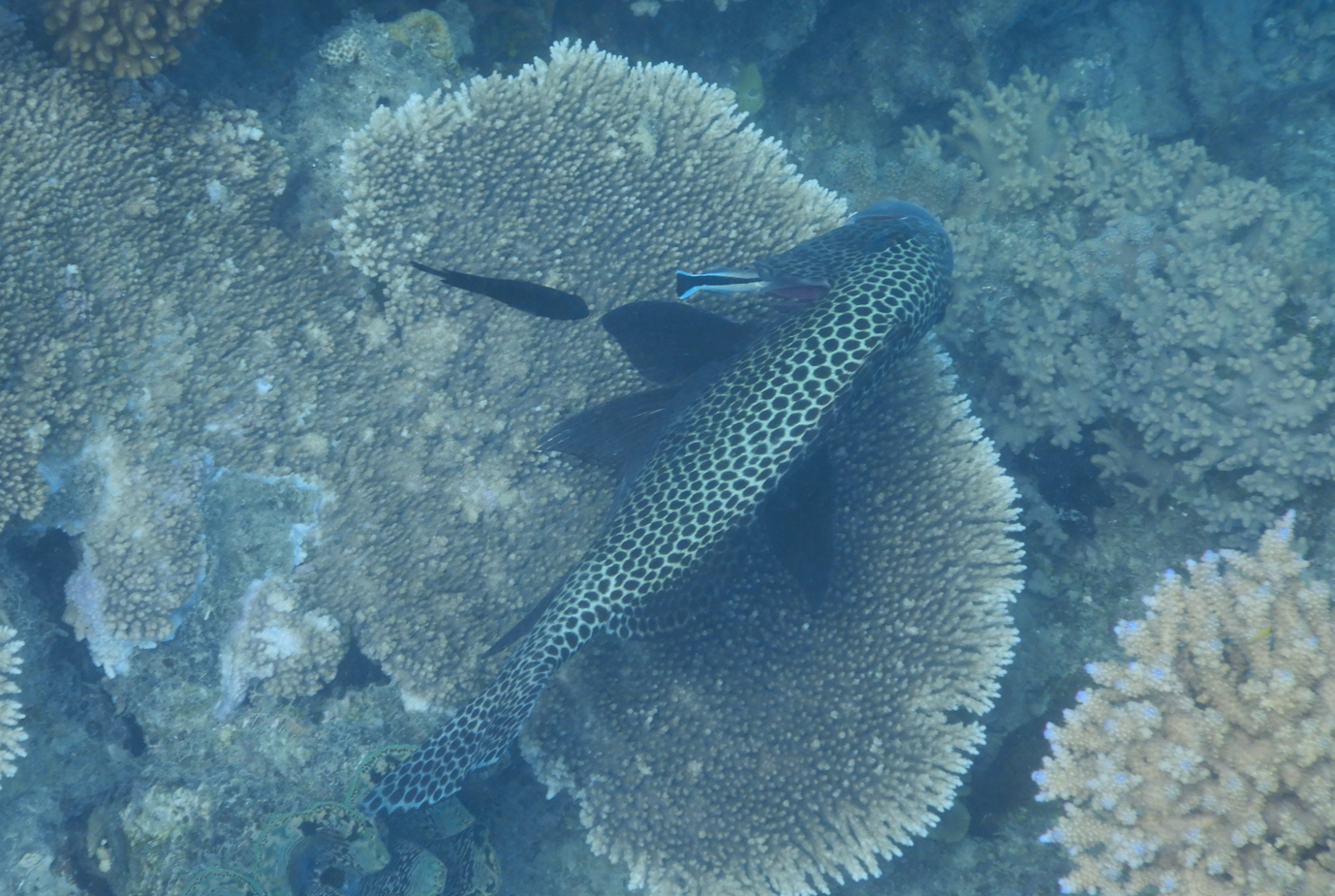 Harlequin Sweetlips (Plectorhinchus chaetodontoides) and Bluestreak Cleaner Wrasse (Labroides dimidiatus) - Green Island