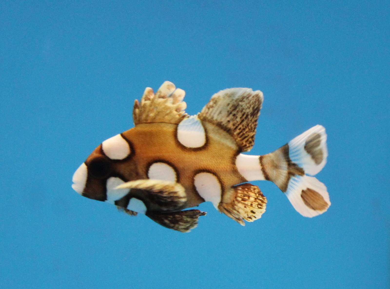 Harlequin sweetlips young