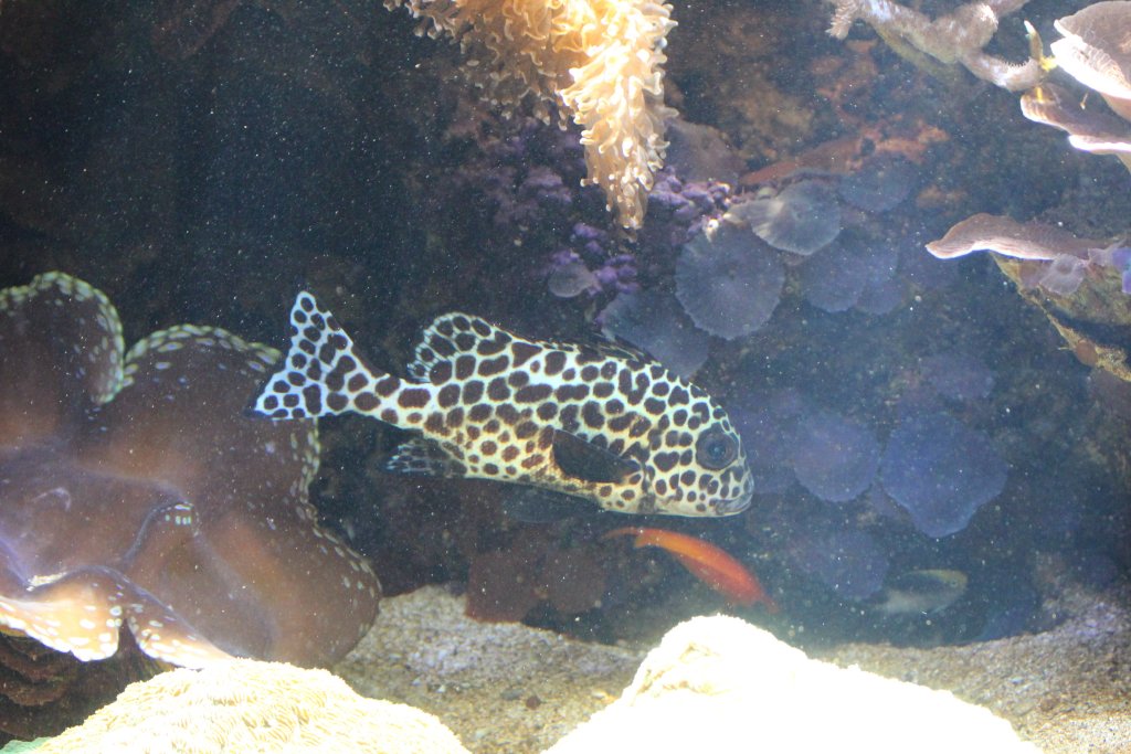 Harlequin Sweetlips