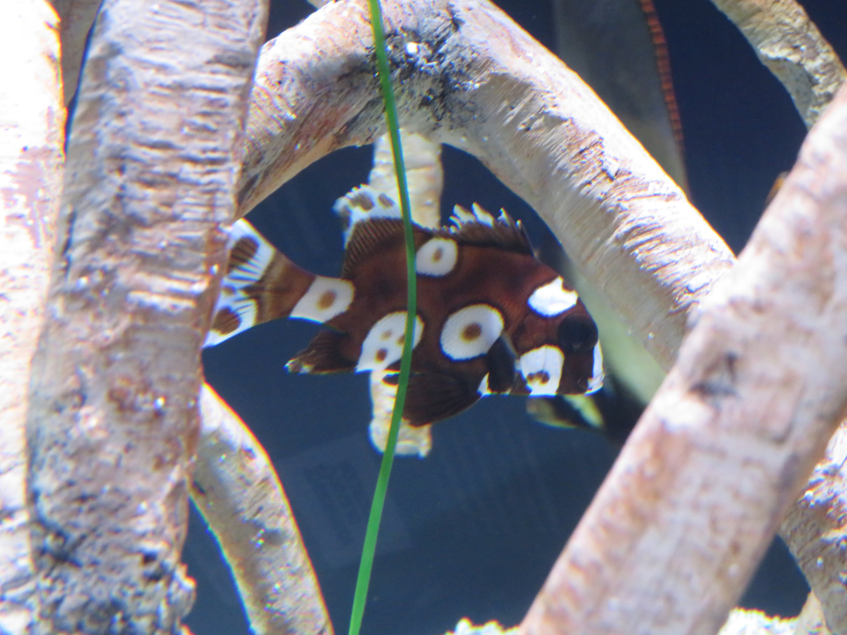 Harlequin Sweetlips
