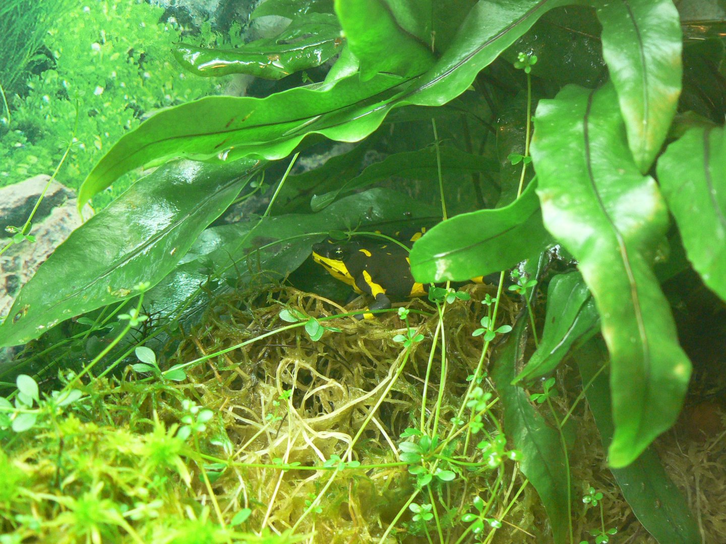 Harlequin Toad - 22 June 2019