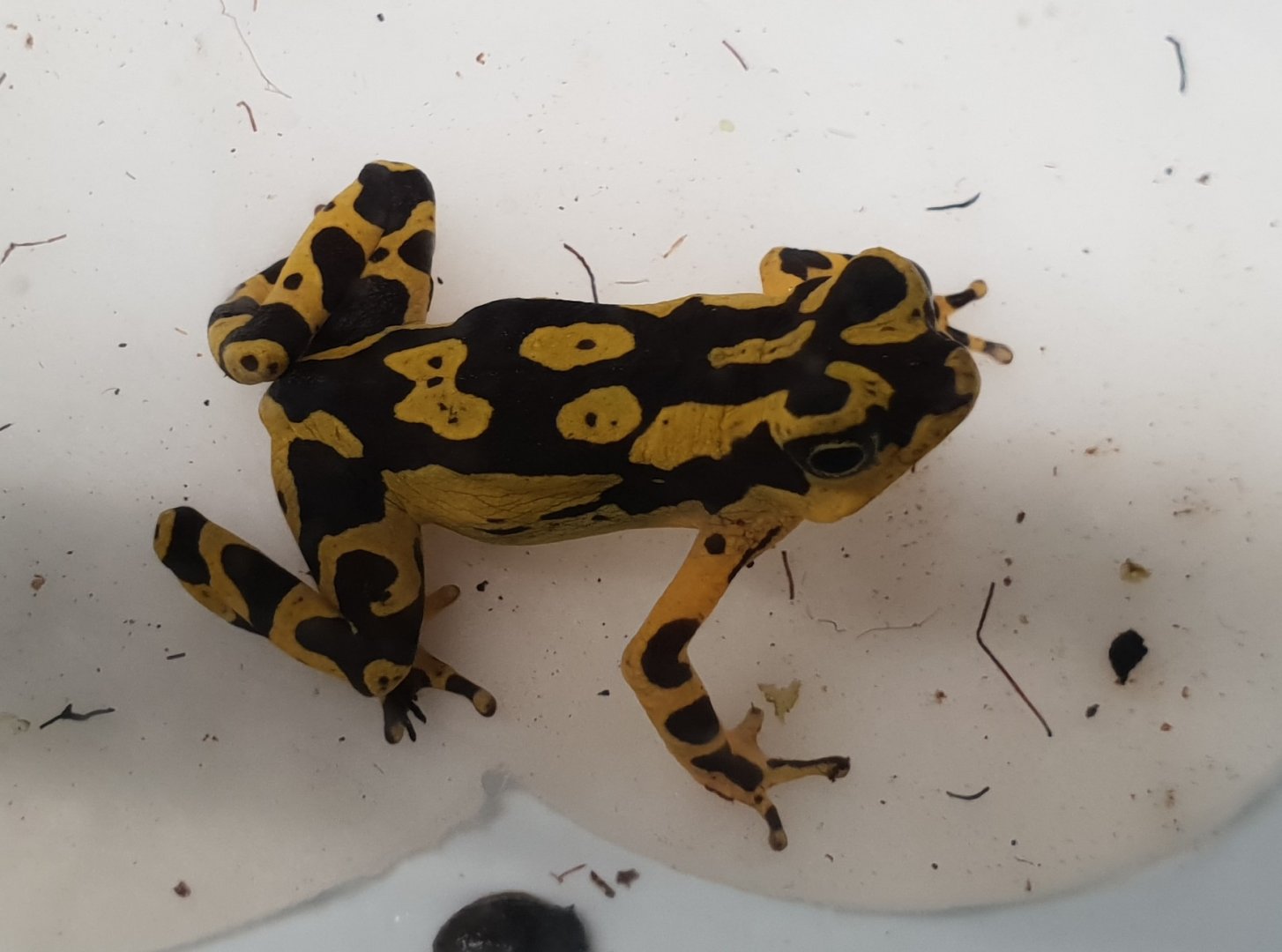 Harlequin toad - Atelopus ID
