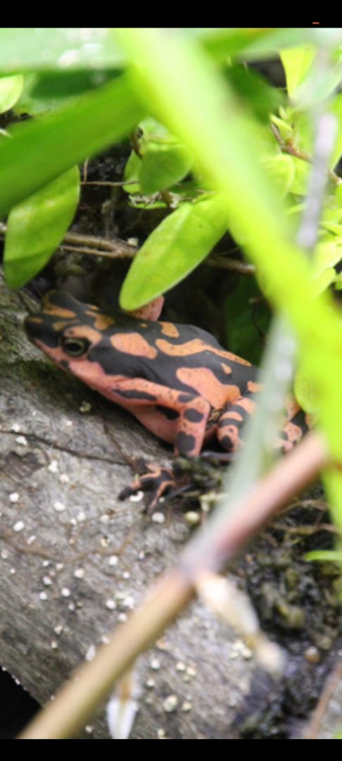 Harlequin toad id