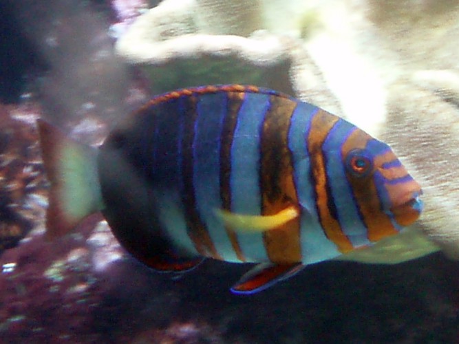 Harlequin Tusk (Choerodon fasciatus)