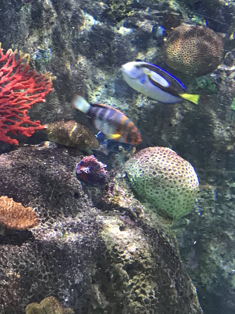 Harlequin Tuskfish and Blue Tang