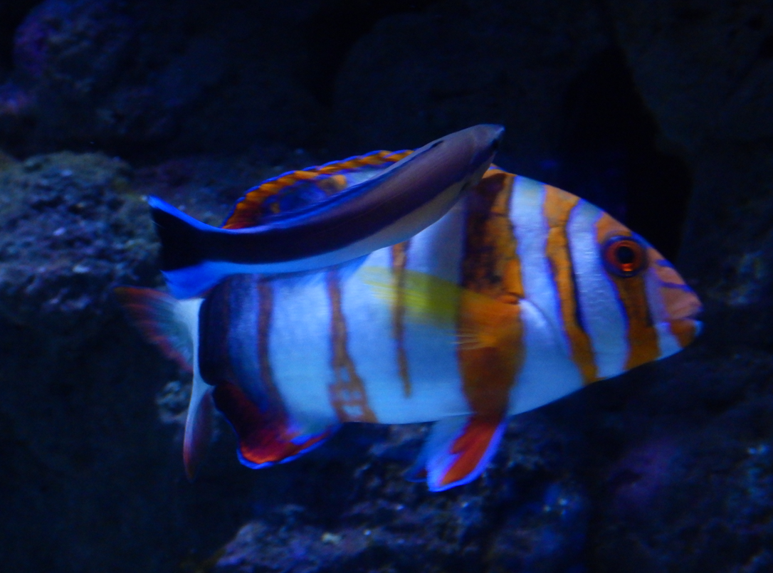 Harlequin Tuskfish and Bluestreak Cleaner Wrasse