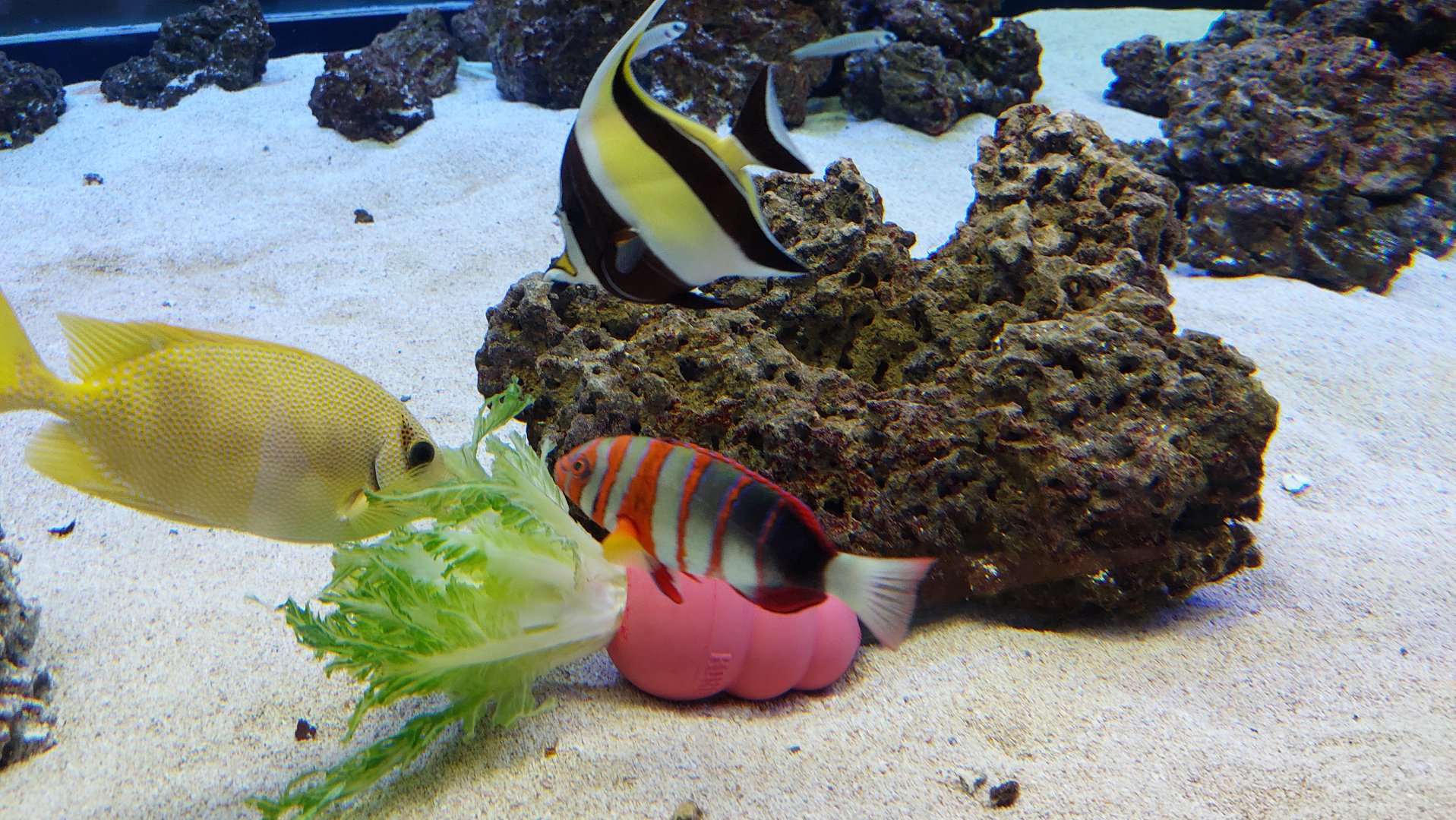 Harlequin Tuskfish and Moorish Idol