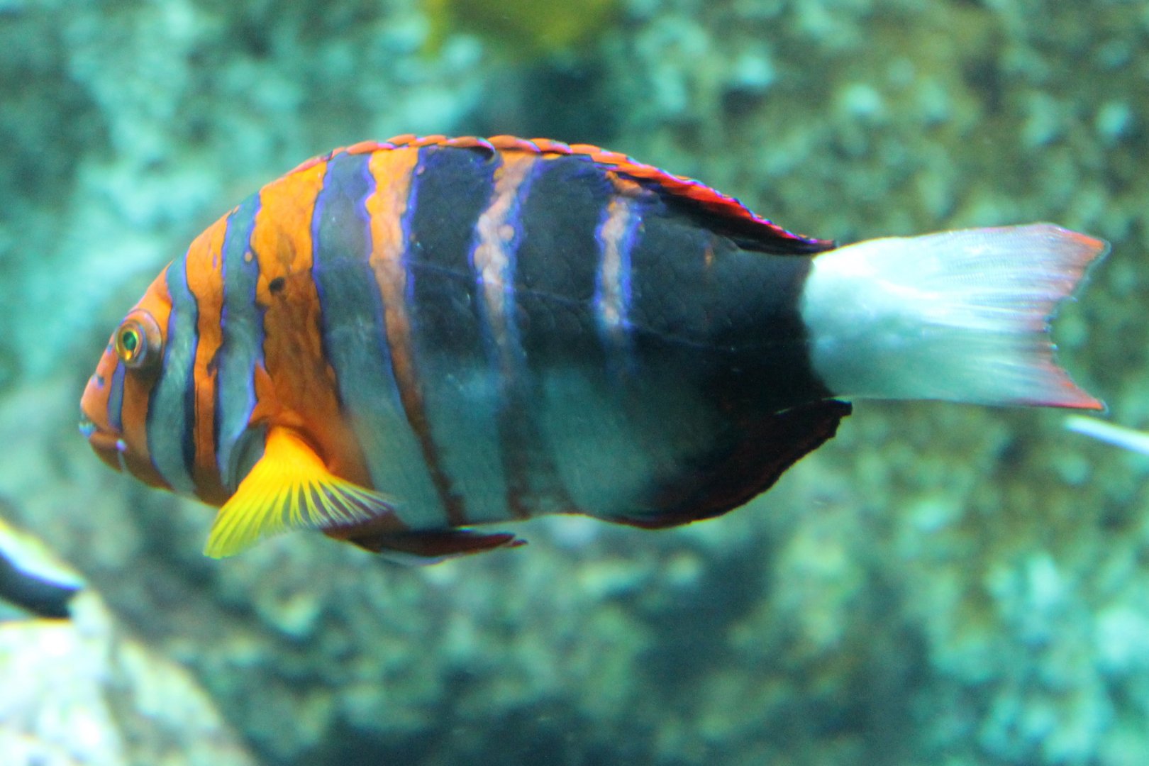 Harlequin tuskfish - Choerodon fasciatus