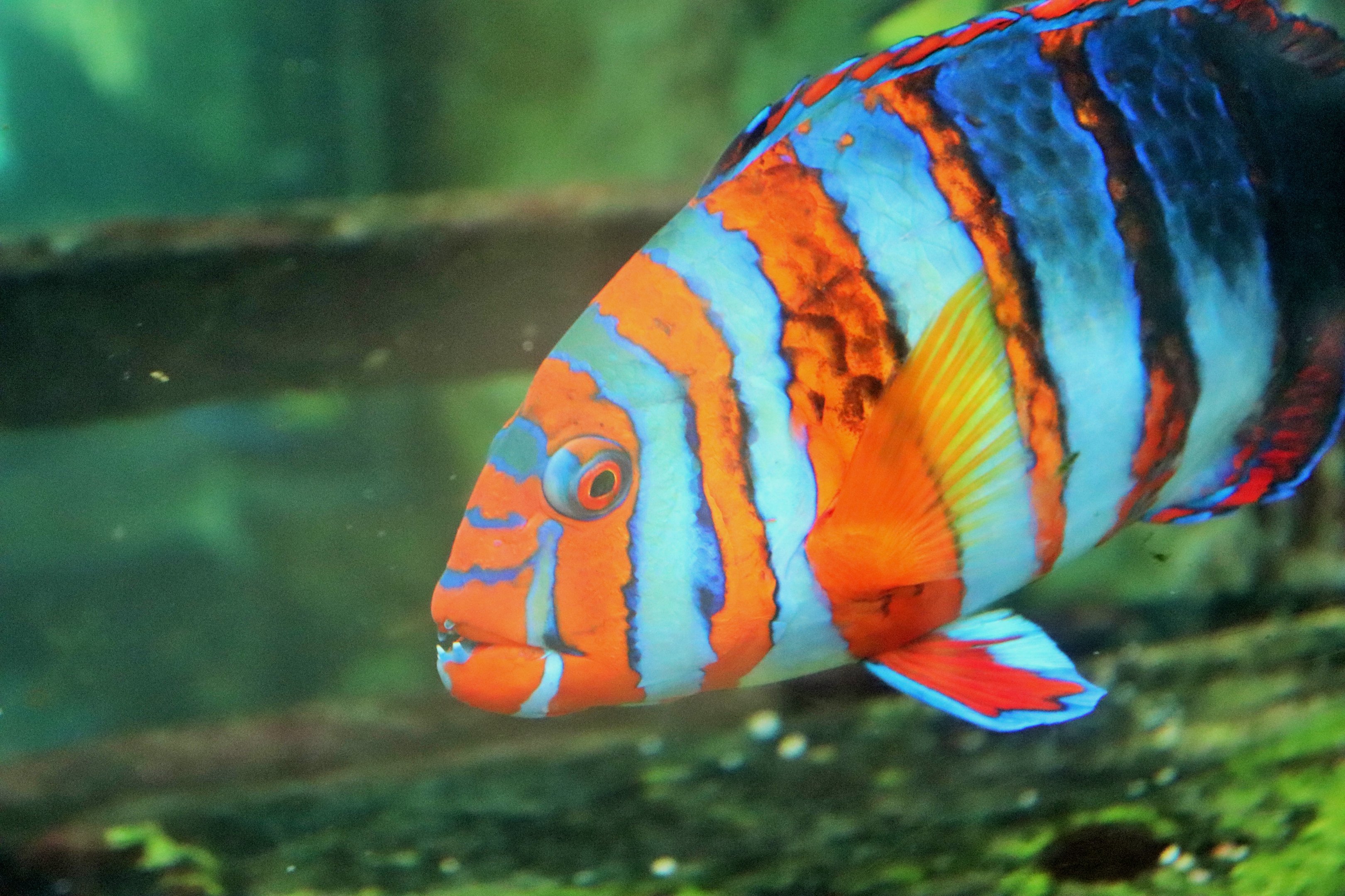 Harlequin Tuskfish (Choerodon fasciatus)