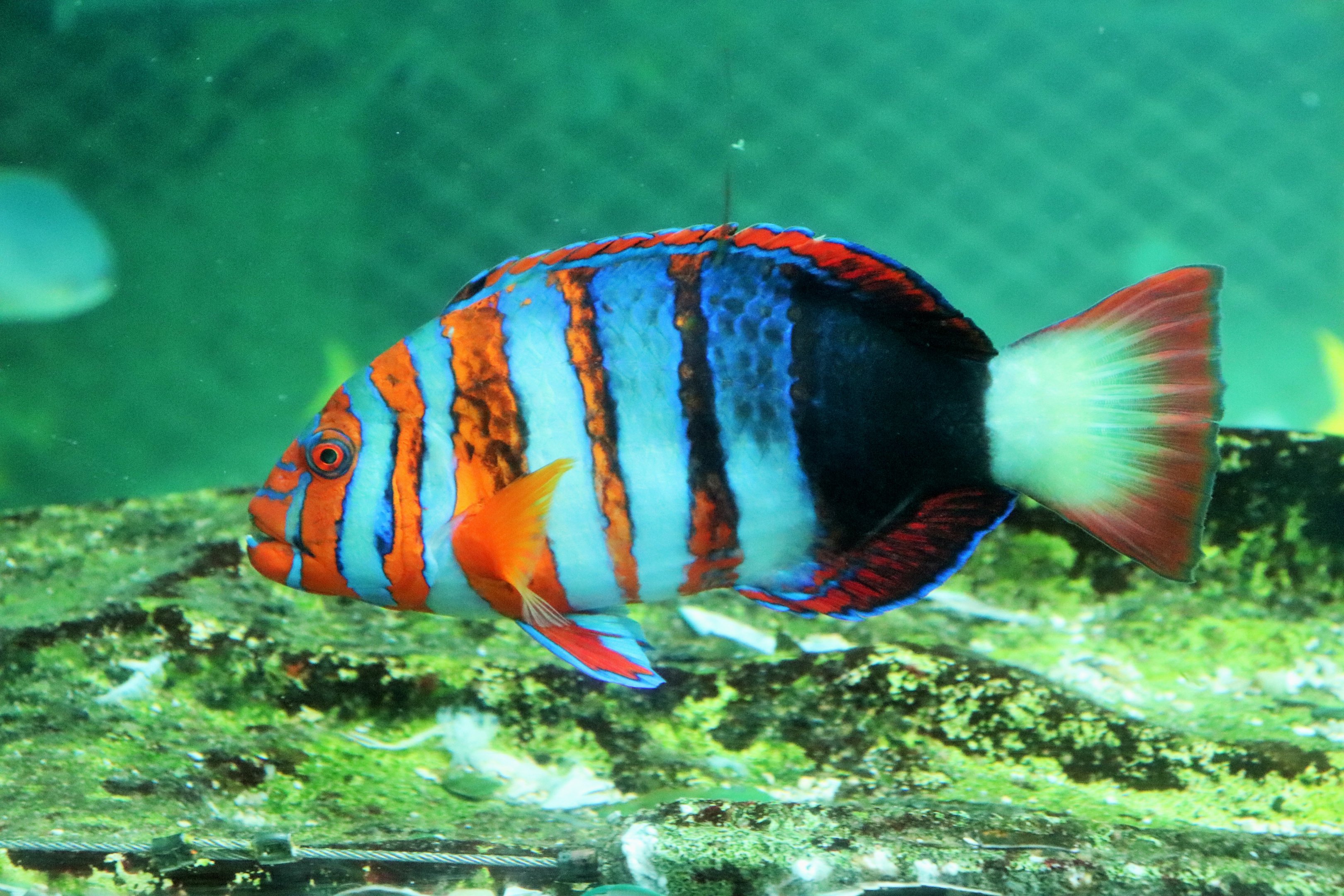 Harlequin Tuskfish (Choerodon fasciatus)
