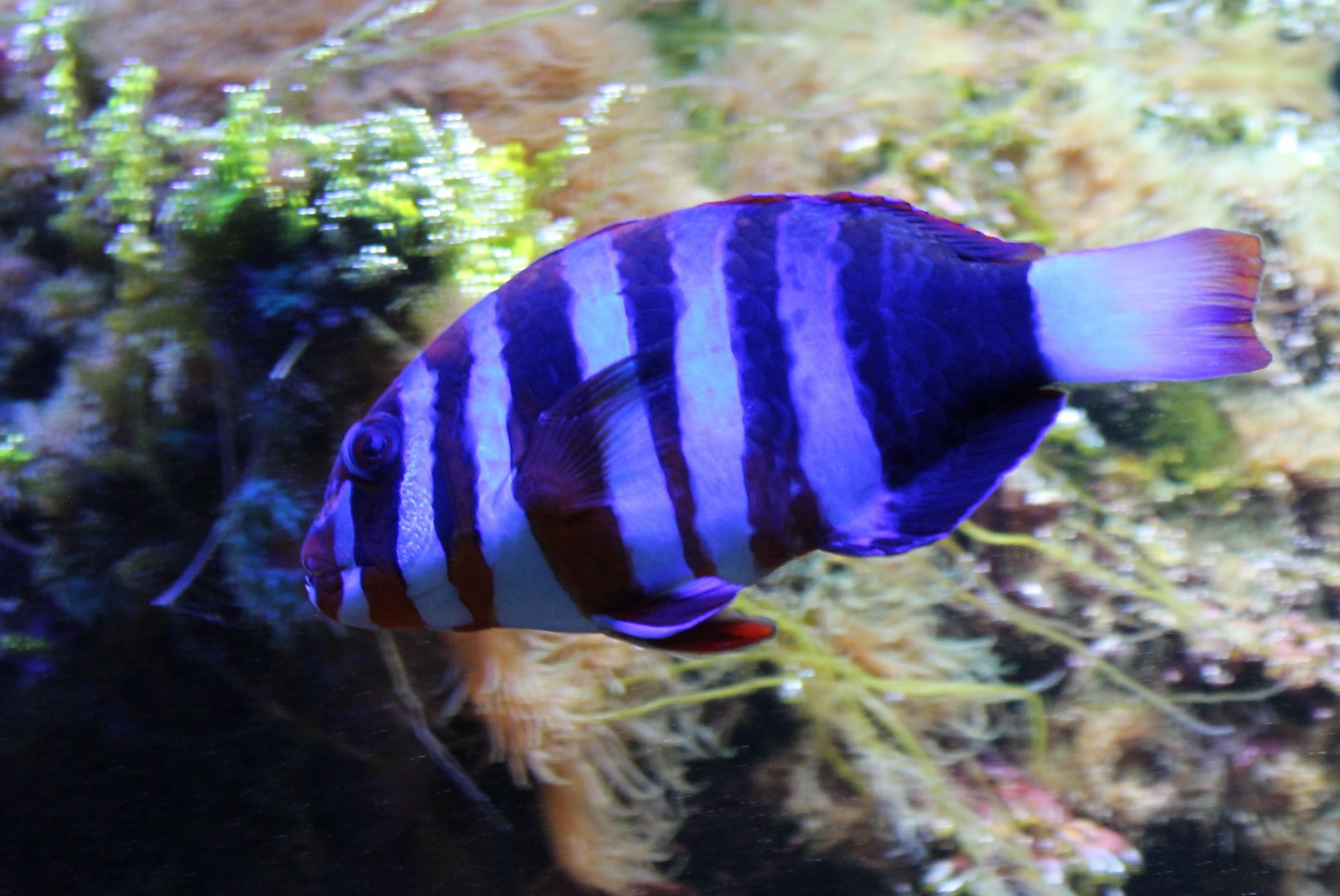 Harlequin tuskfish - Choerodon fasciatus
