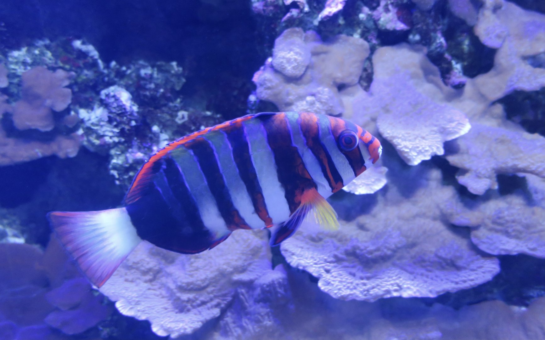 Harlequin Tuskfish (Choerodon fasciatus)