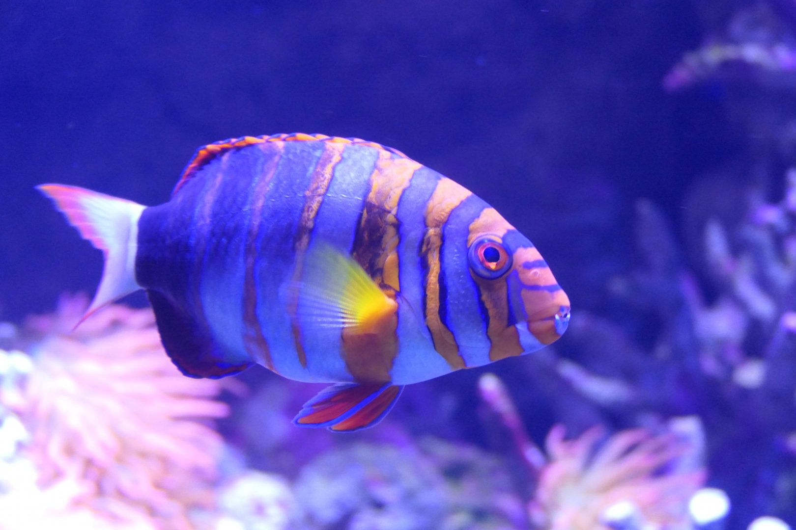 Harlequin Tuskfish GBR form (Choerodon fasciatus)