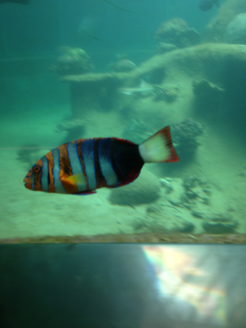 Harlequin Tuskfish - Neptune's Reefworld 2013