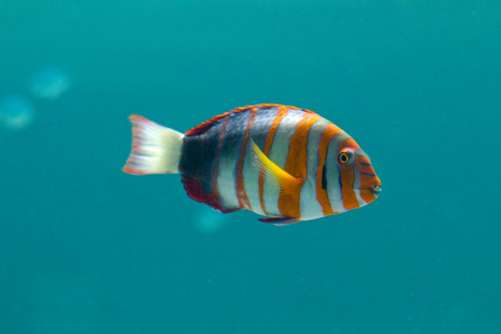 Harlequin Tuskfish
