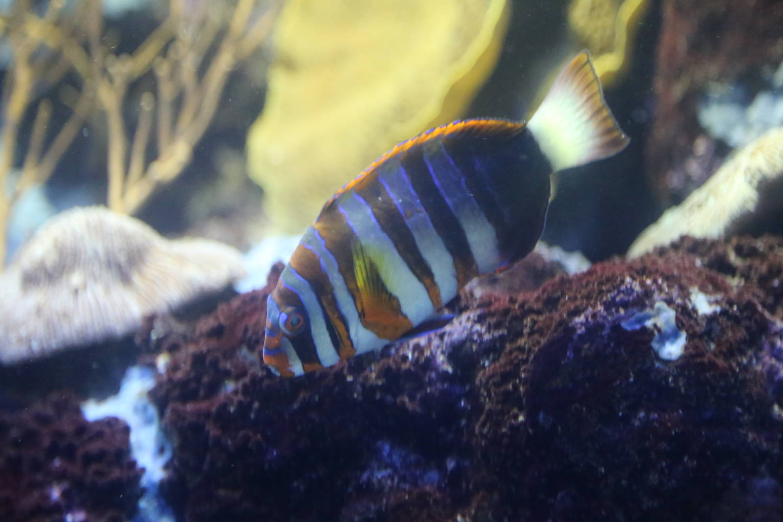Harlequin Tuskfish