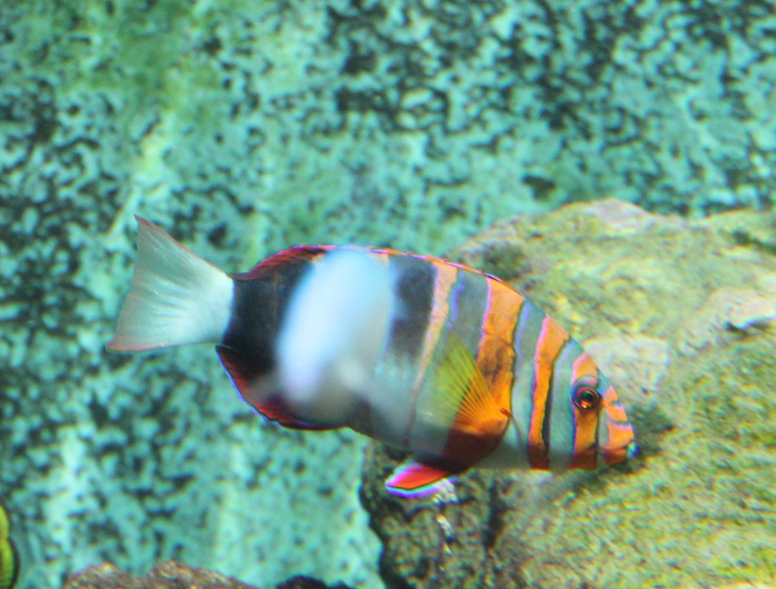 Harlequin tuskfish