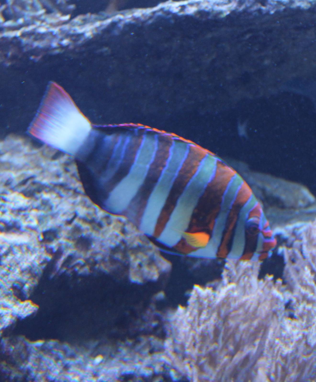 Harlequin tuskfish