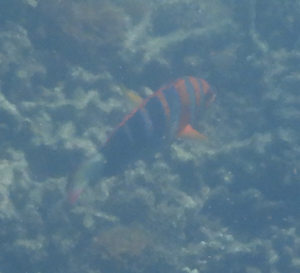 Harlequin Tuskfish