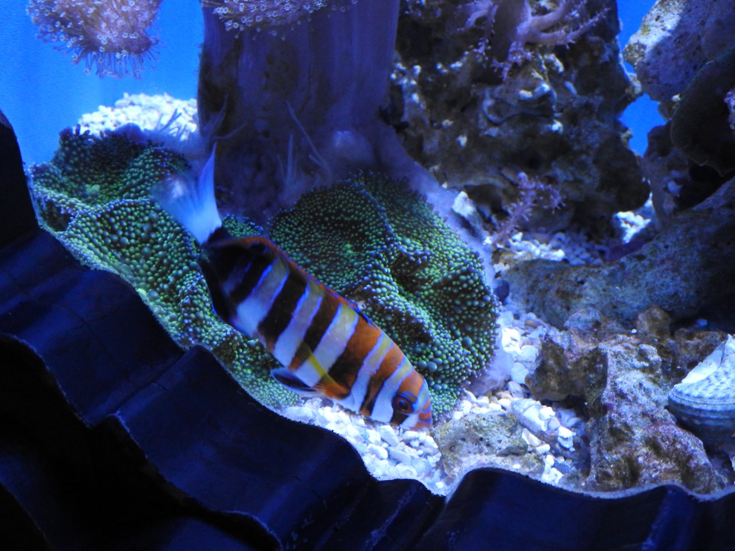 Harlequin Tuskfish
