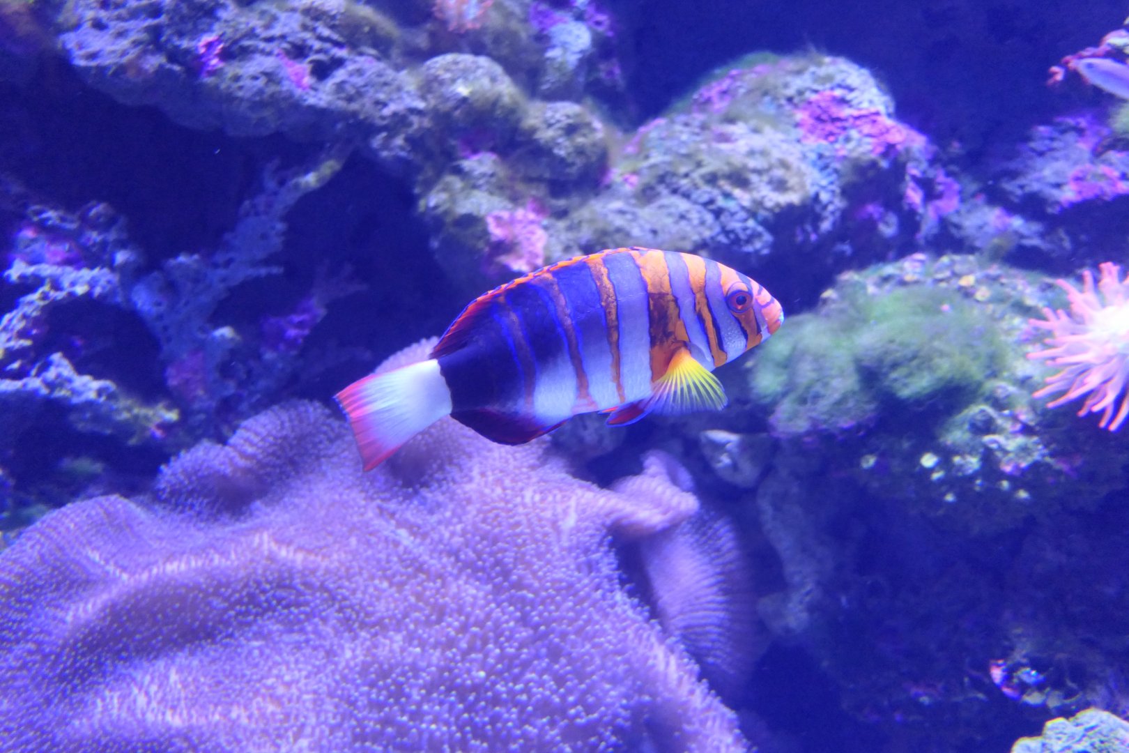 Harlequin Tuskfish