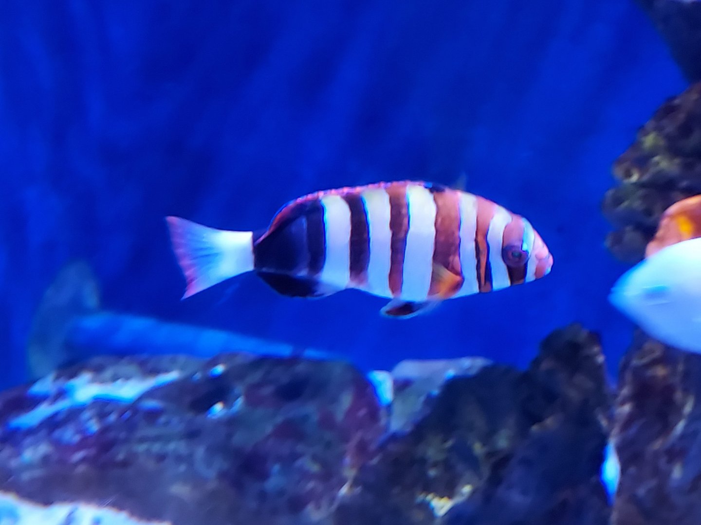 Harlequin Tuskfish