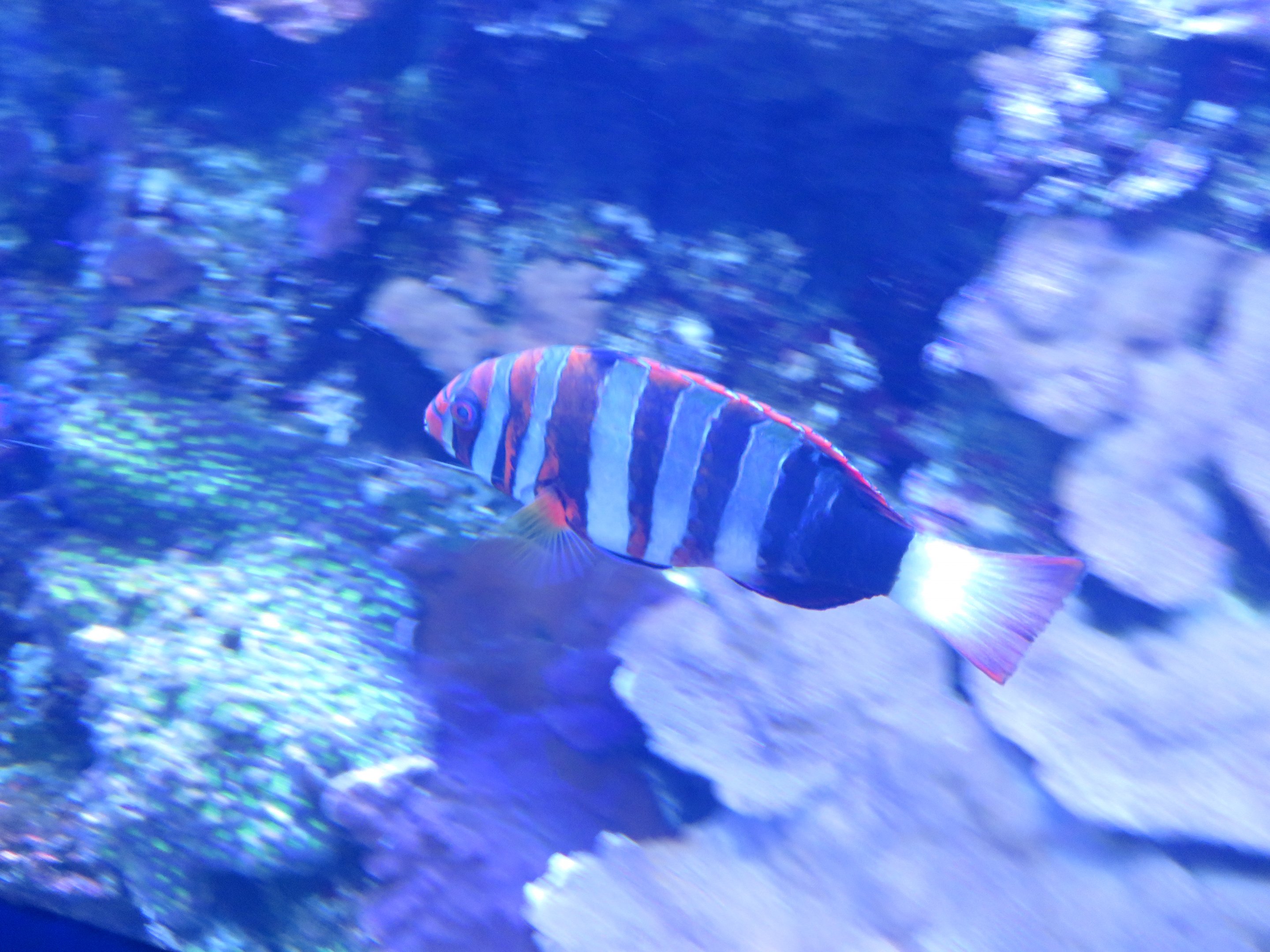 Harlequin Tuskfish