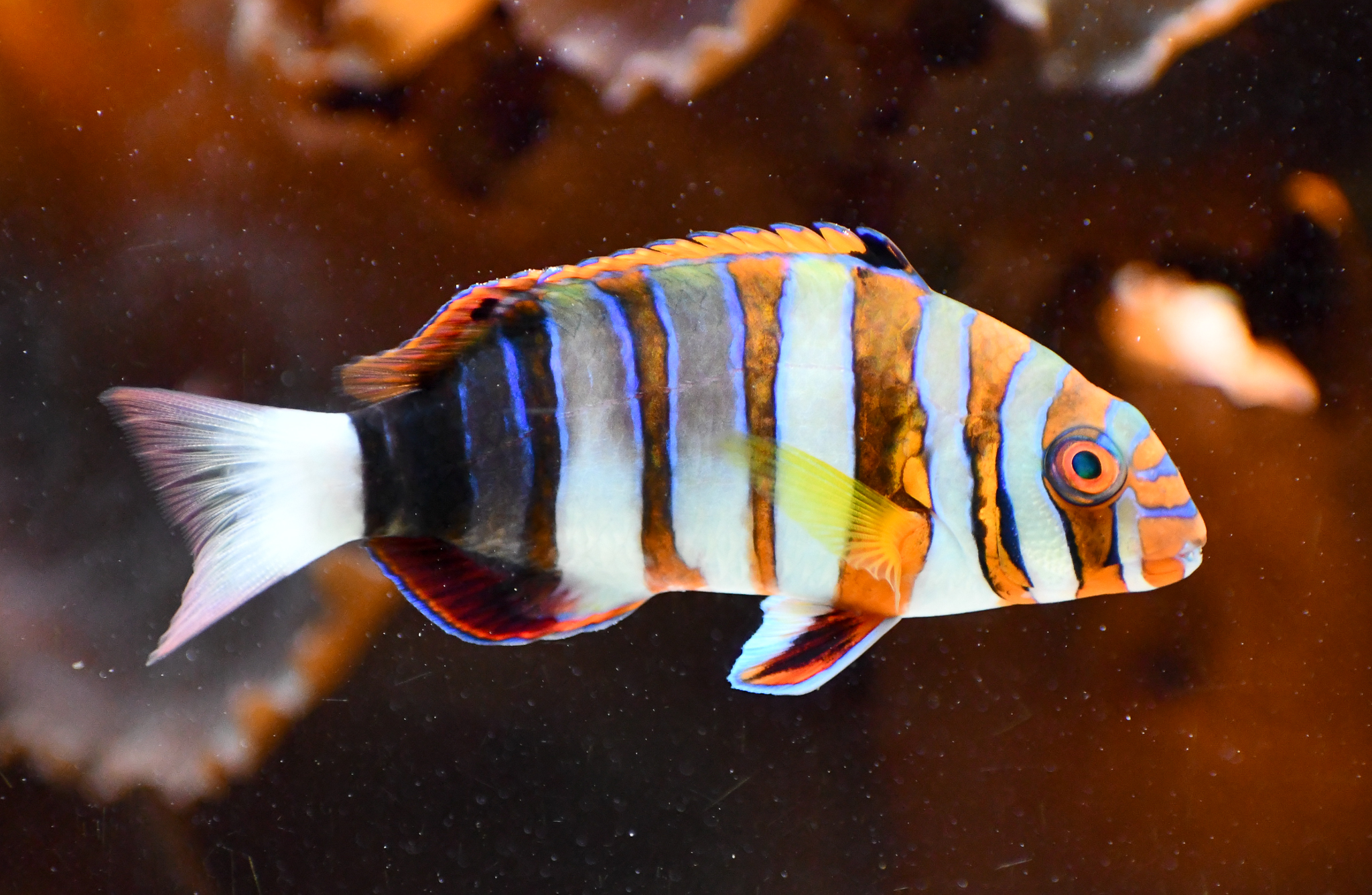 Harlequin Tuskfish