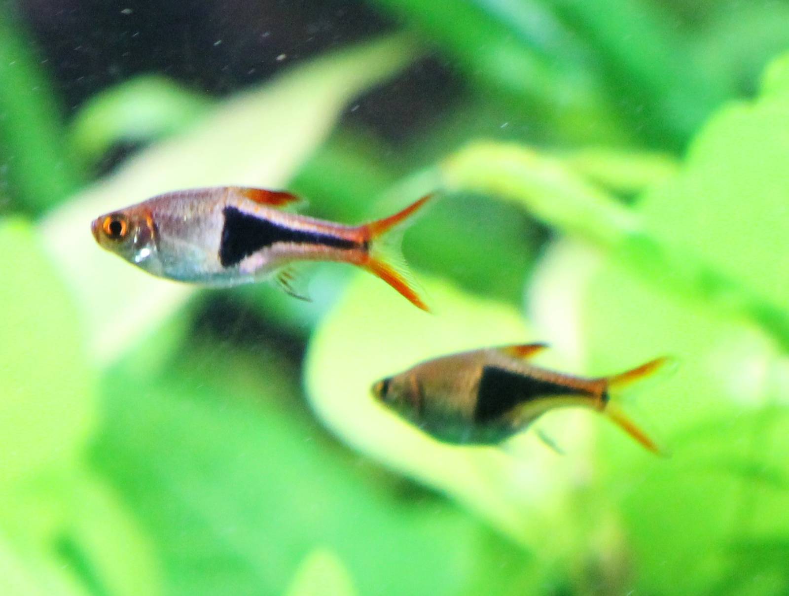 Harlequins rasbora