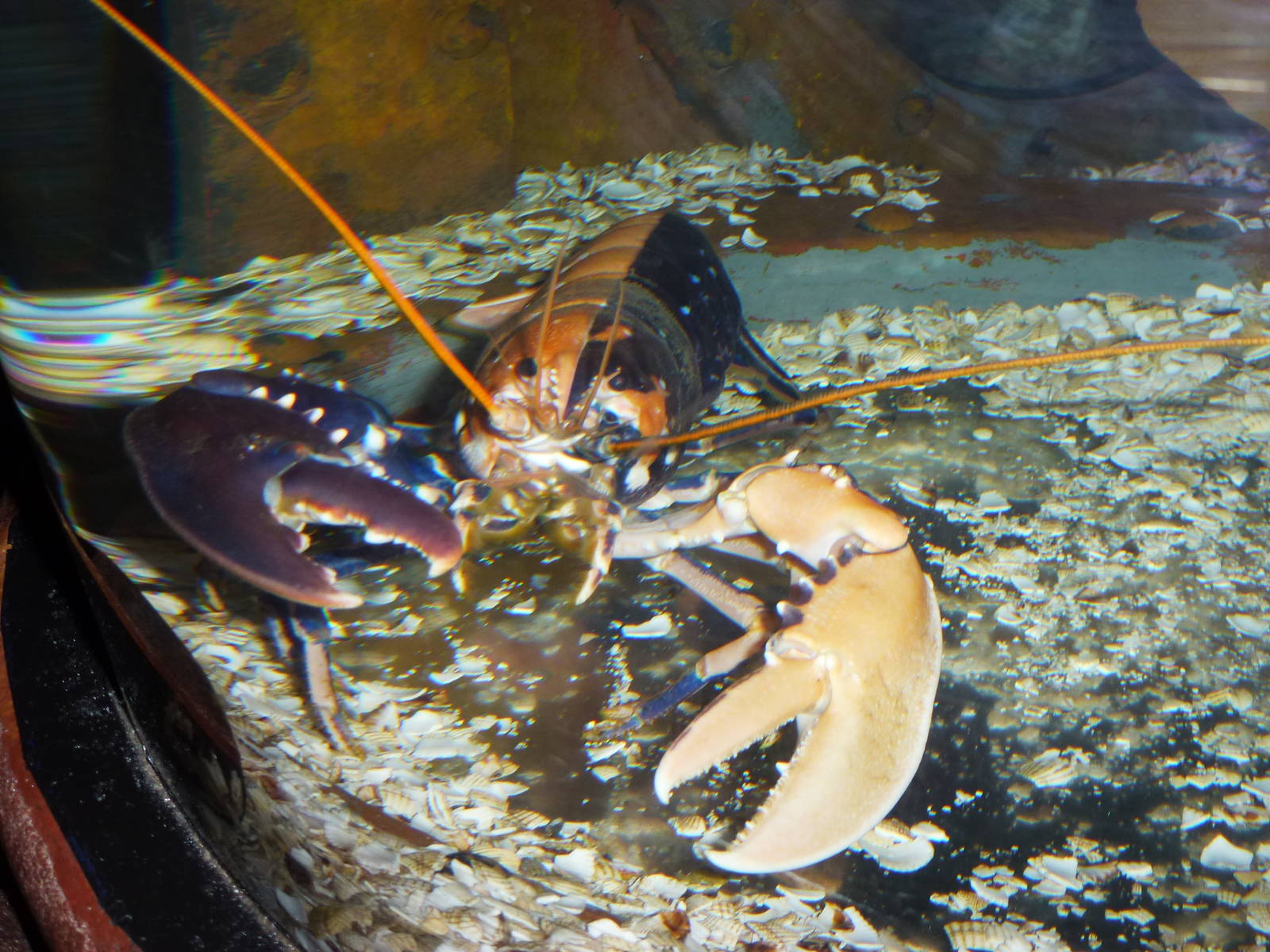 Harley Quin the lobster, January 2014