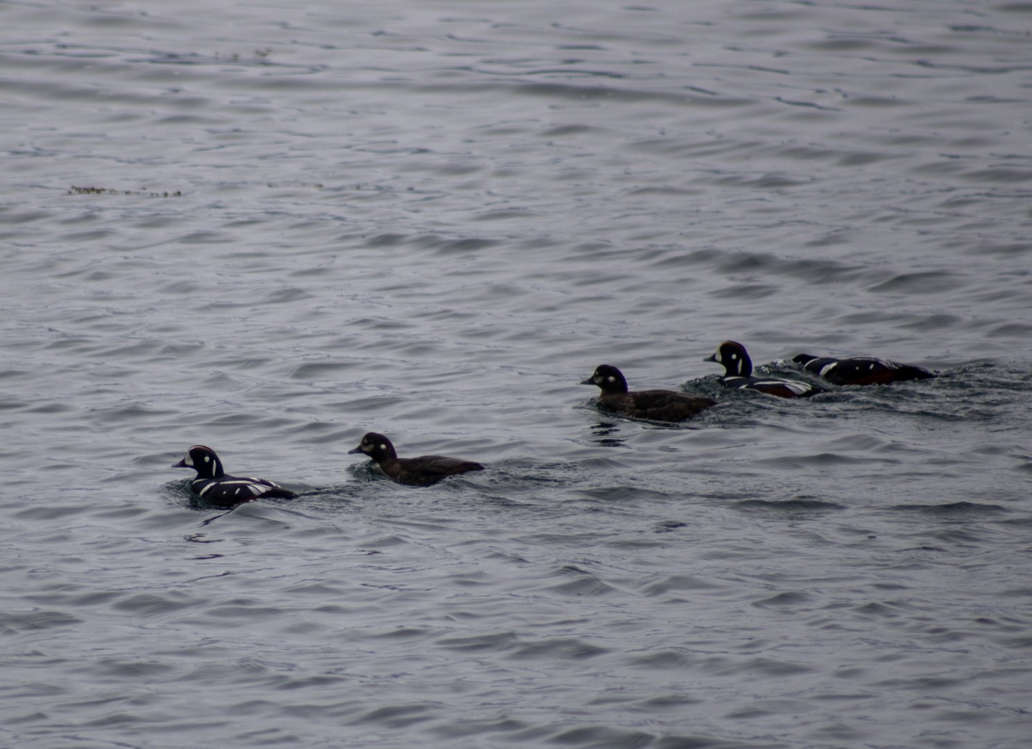 Harliquin Ducks - Alaska