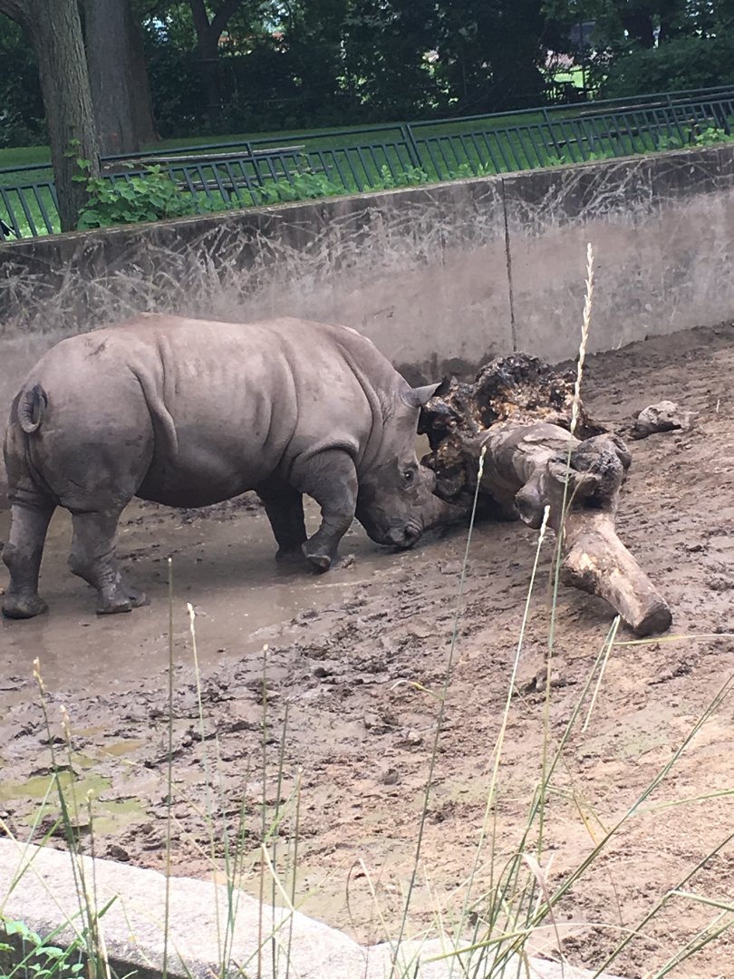 Harmon | Henry Vilas Zoo