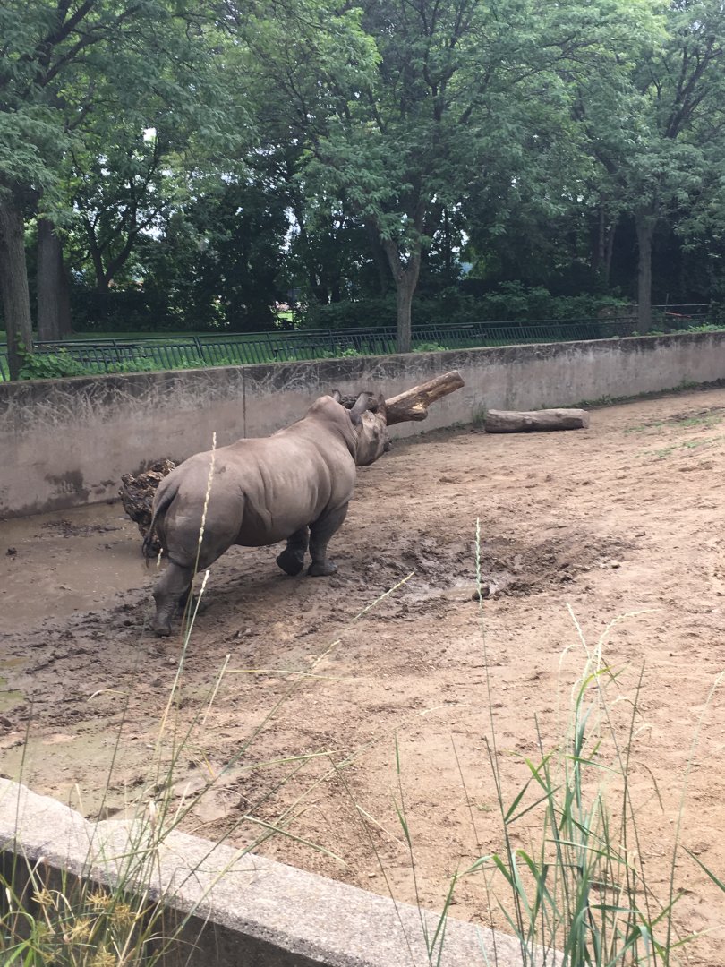 Harmon | Henry Vilas Zoo