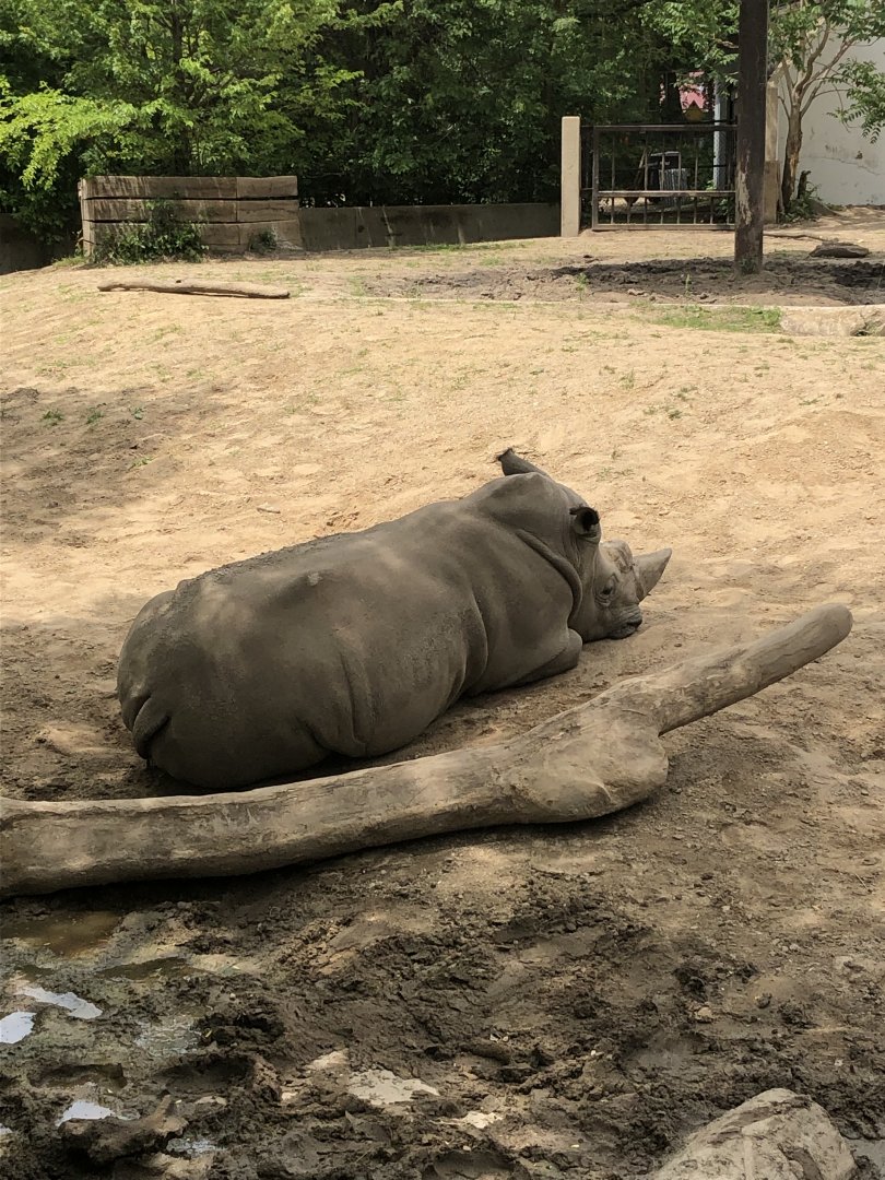 "Harmon" the Southern White Rhinoceros