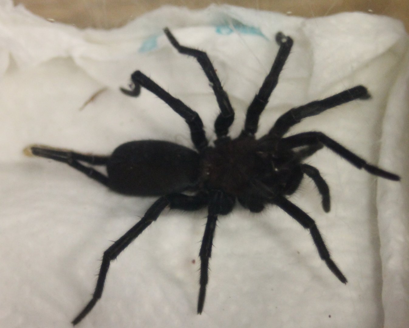 Harmonicon oiapoqueae