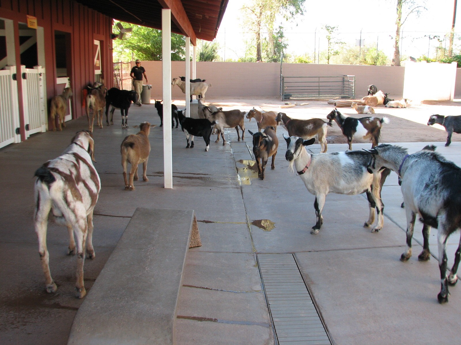 Harmony Farm - Goat Petting Corral