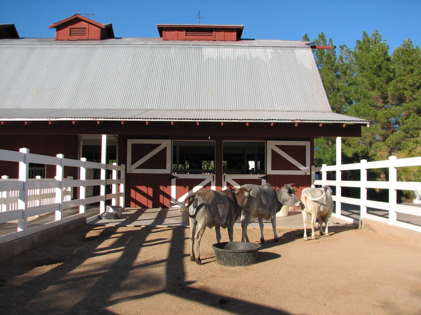 Harmony Farm - Miniature Zebu Corral