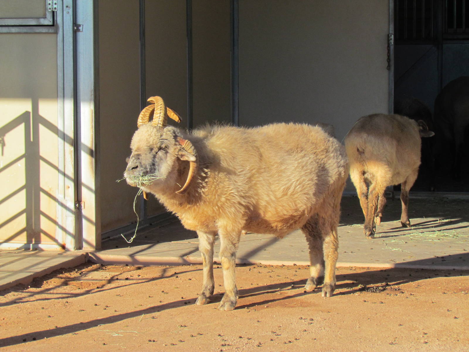Harmony Farm - Navajo-Churro Sheep