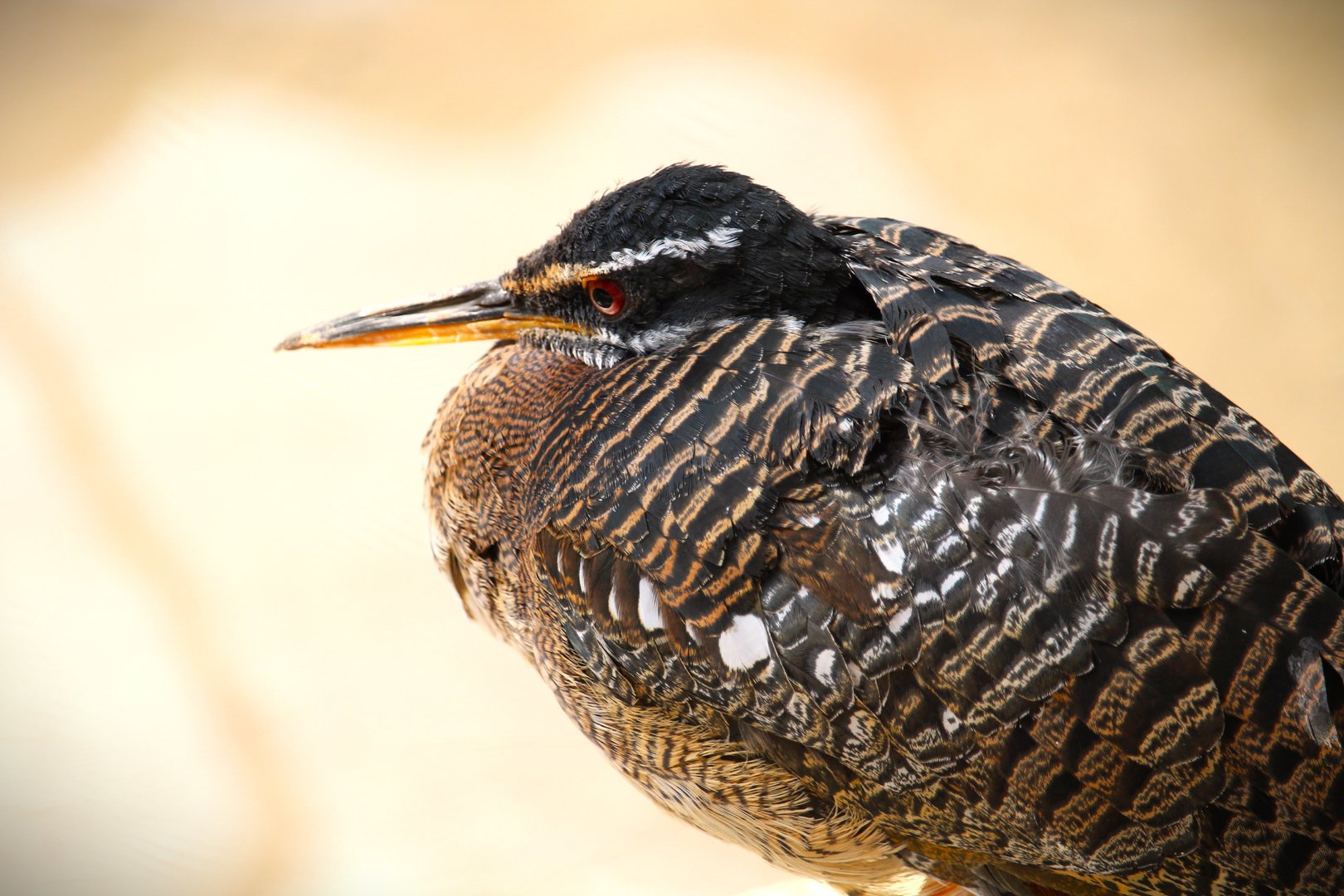 Harmony Hideaway - Amazonian Sunbittern