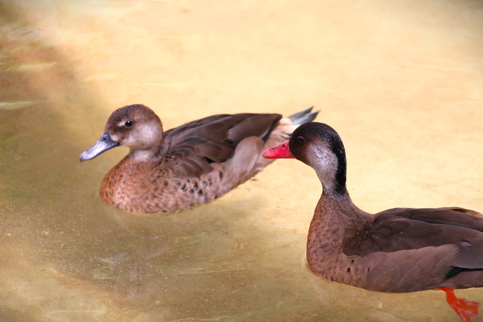 Harmony Hideaway - Brazilian Teals