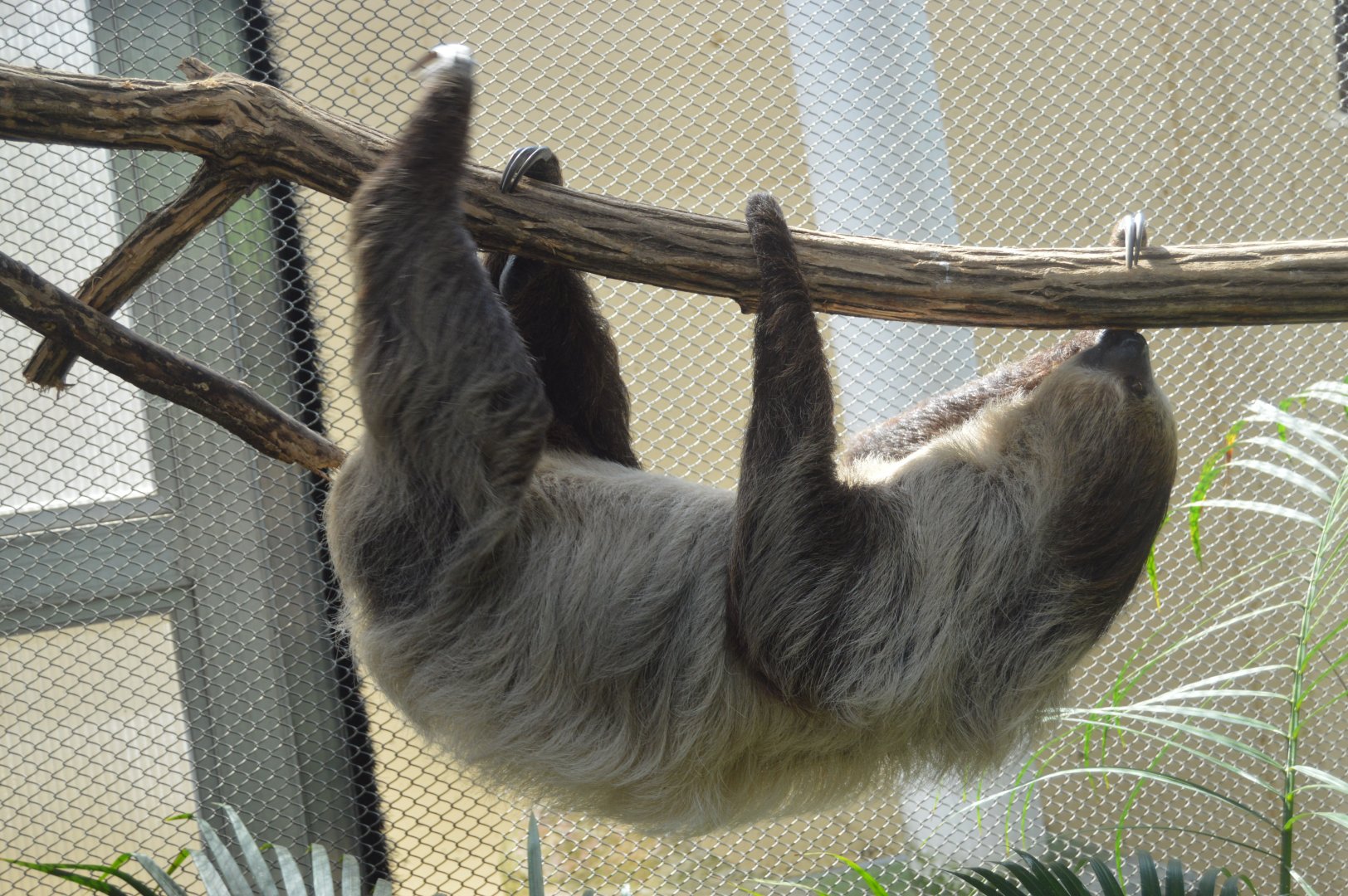 Harmony Hideaway - Linnaeus's Two-toed Sloth (Choloepus didactylus)