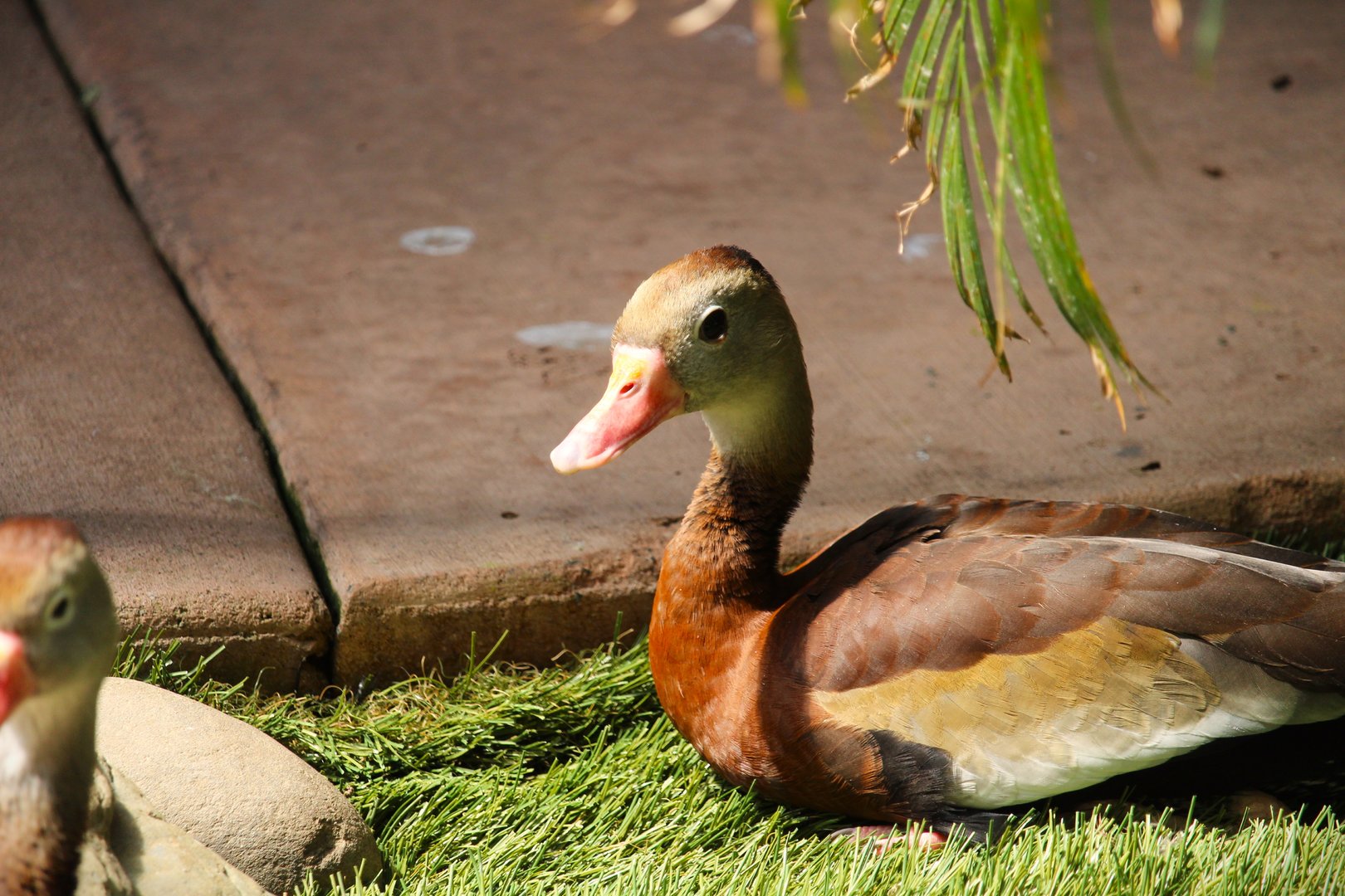 Harmony Hideaway - Northern Black-bellied Whistling-Duck