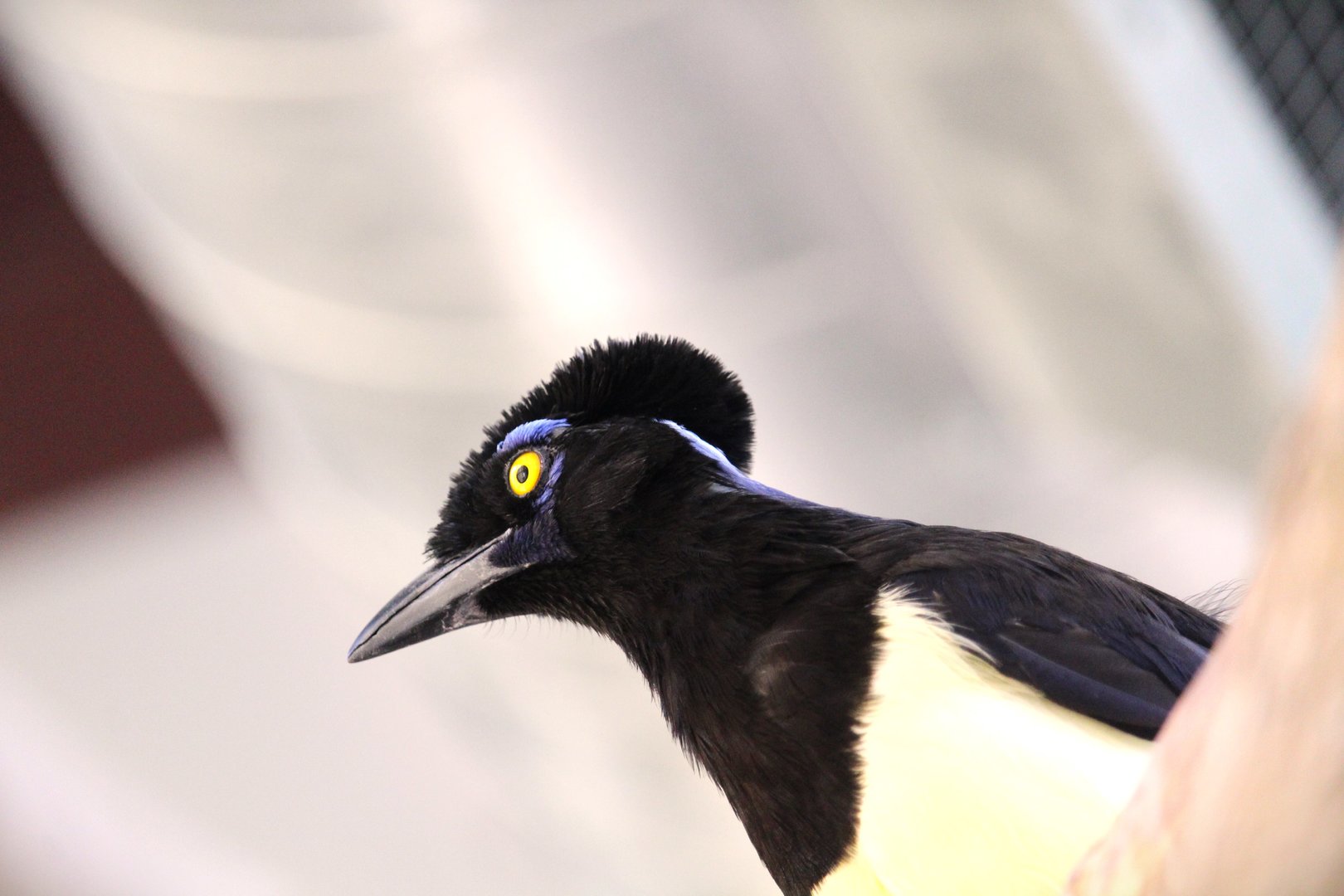 Harmony Hideaway - Plush-crested Jay