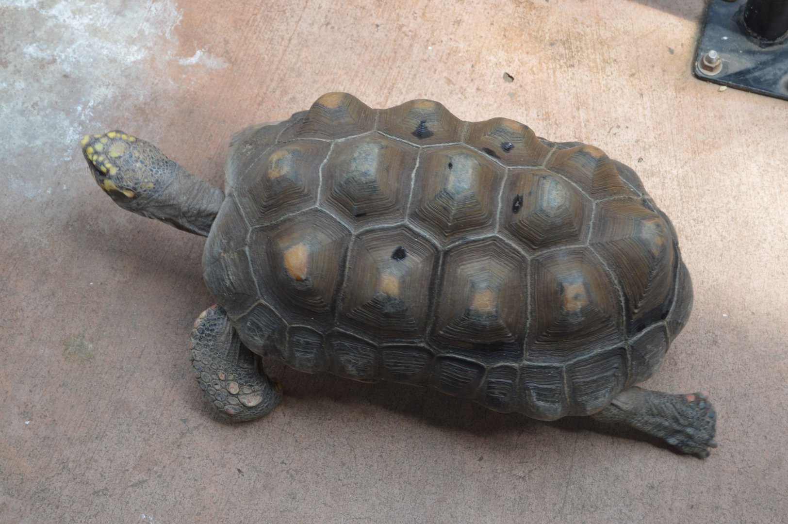 Harmony Hideaway - Red-footed Tortoise (Chelonoidis carbonarius)
