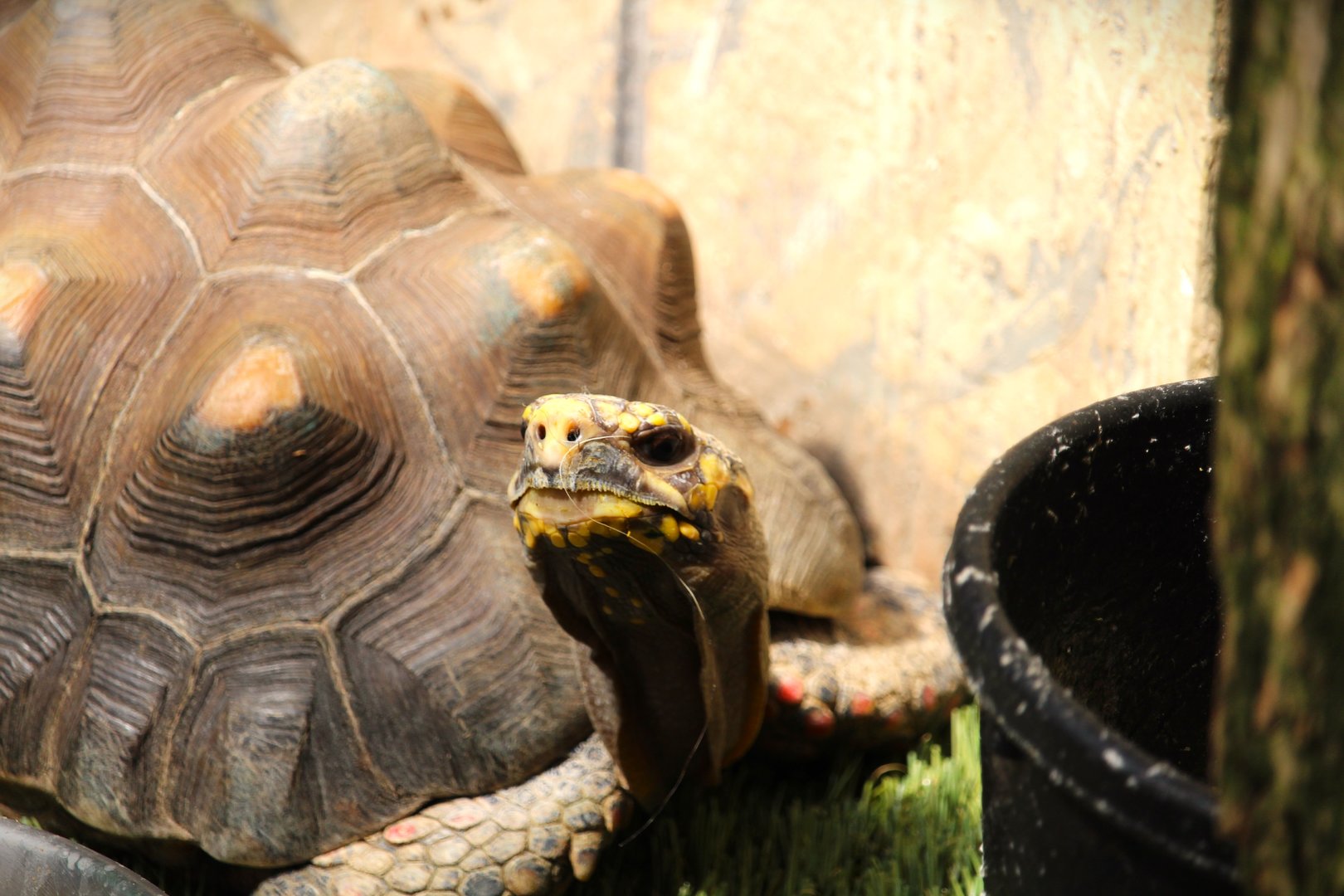 Harmony Hideaway - Red-footed Tortoise