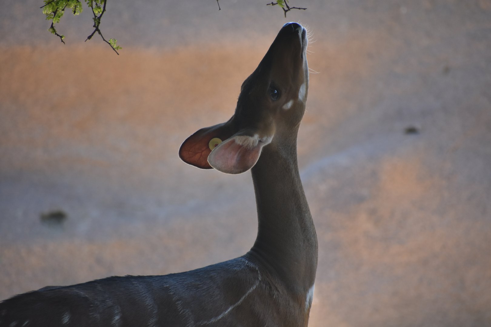 Harness bushbuck - female