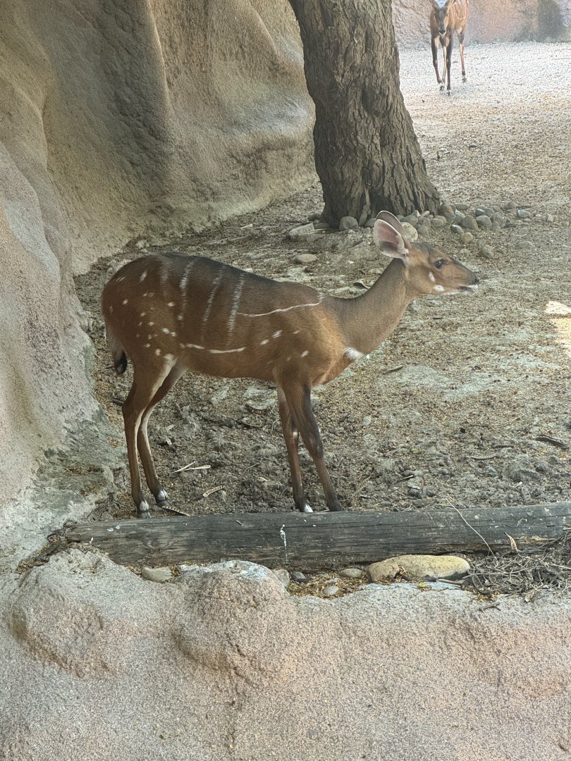 Harnessed Bushbuck (7/2/24)